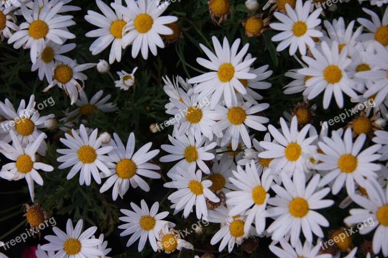 Flowers In White Flowers In Garden Garden Free Photos