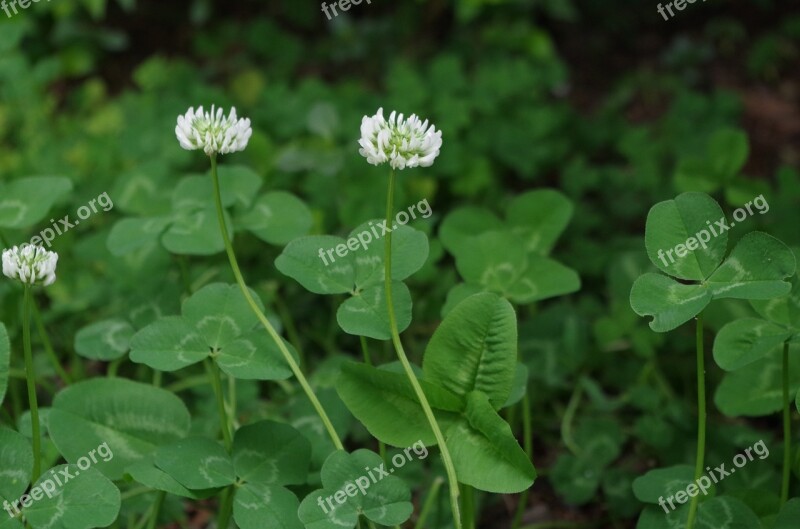 Four-leaf Clover Sativa Plant Free Photos