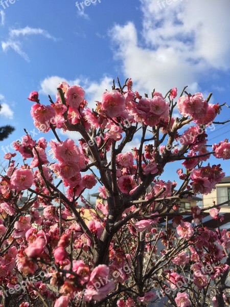 Flowers Cherry Blossoms Blue Sky Spring Natural