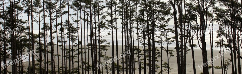 Trees Washington Coast Pacific Ocean Coast Washington