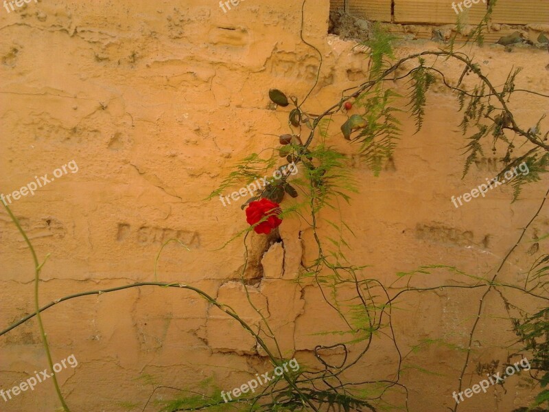 Pink Wall Flowers Brambles Climbing Rose