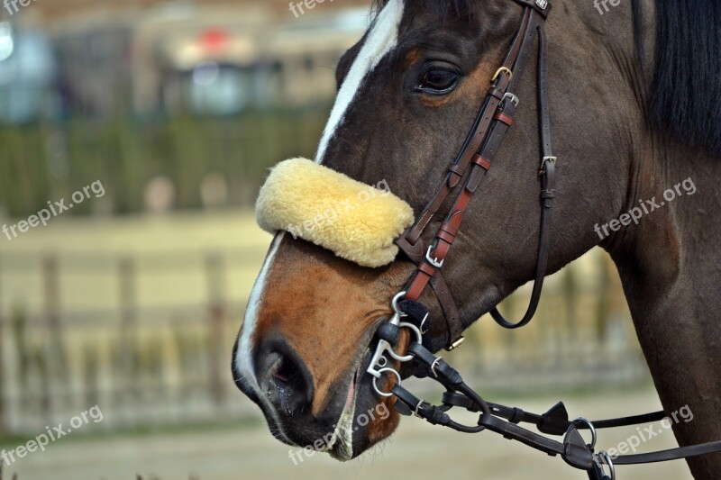 Horse Horse Riding Mount Train Nature