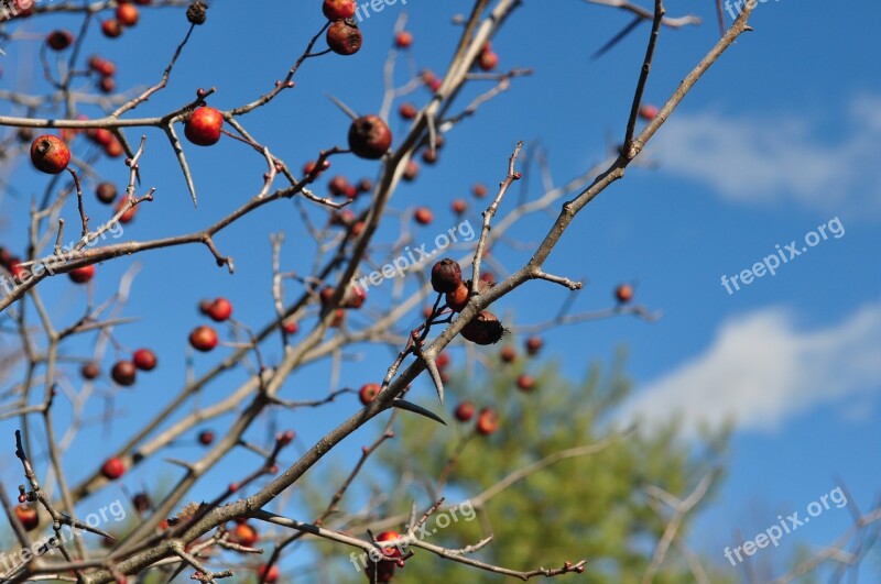 Hawthorn Fall Trees Free Photos