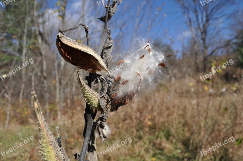 Milkweed Plants Fall Free Photos