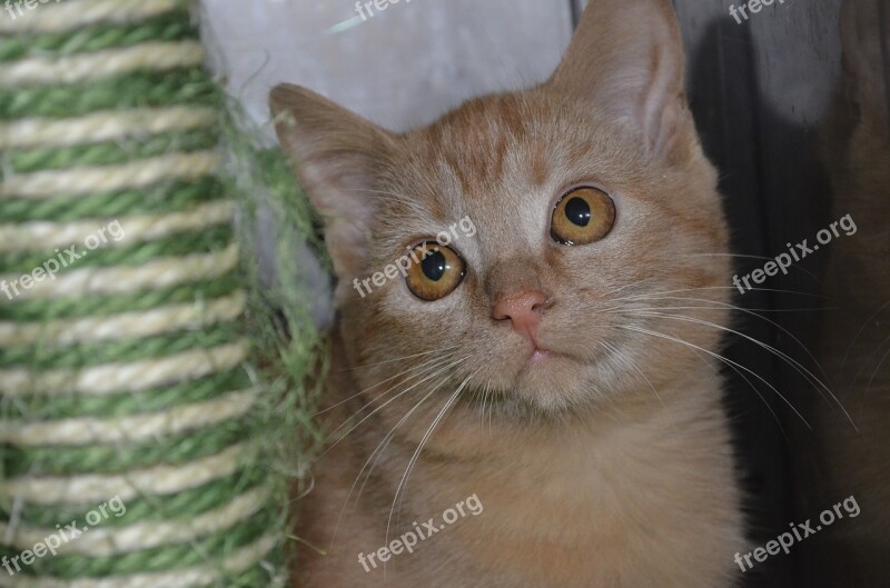 Young Cat Kitten Animal Shelter Animal Welfare Cat