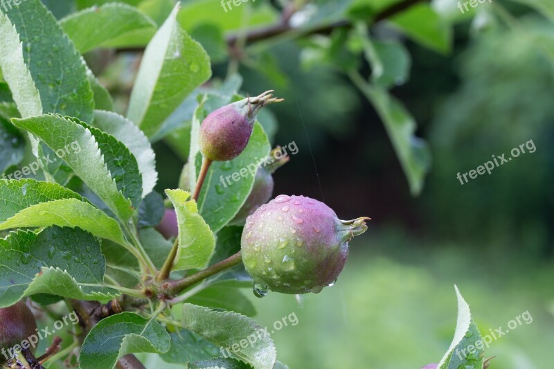 Apple Immature Room Bio Macro