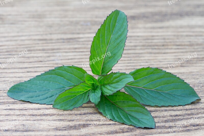 Basil Spice Herb Green Spice Bio