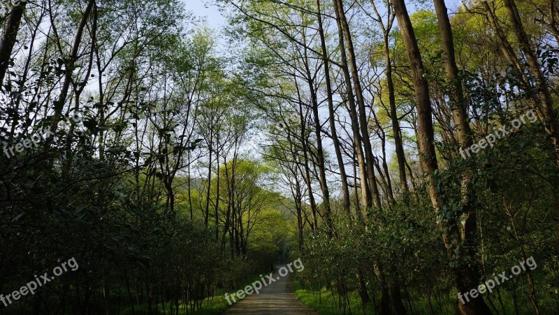 Forest Natural Green Plants Free Photos