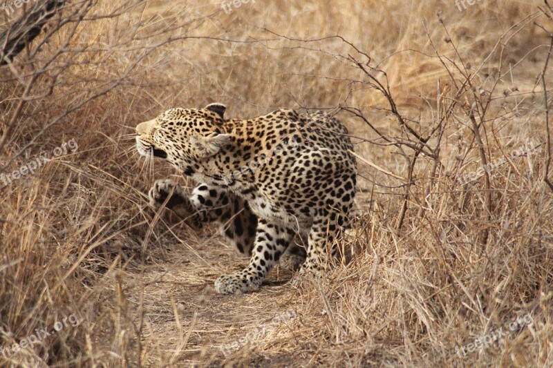 Leopard South Africa Safari Cat Kruger