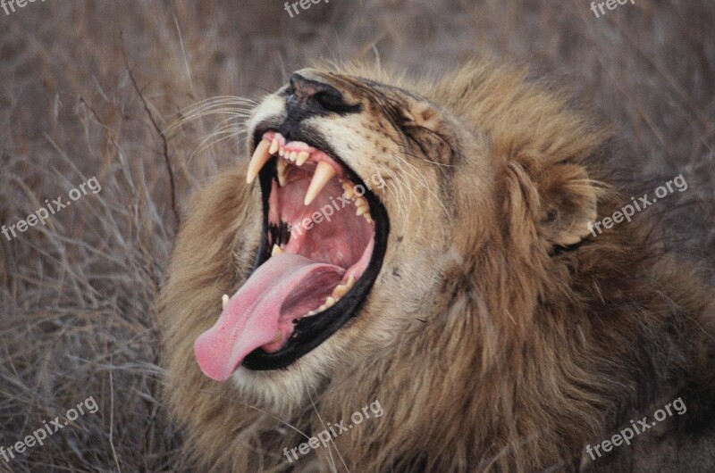 Lion Yawn South Africa Safari Free Photos