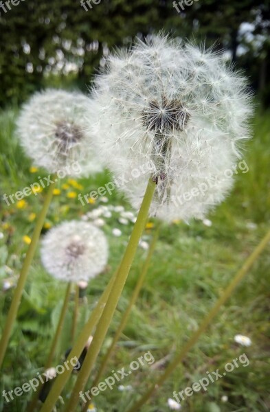 Dandelion Meadow Green Nature Summer