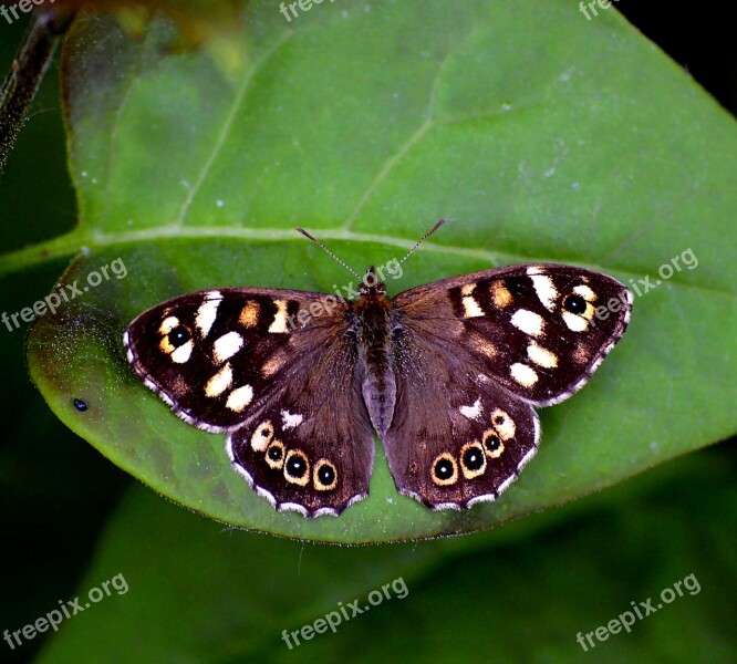 Scottish Speckled Wood Speckled Wood Butterfly Butterfly Leaf Close Up