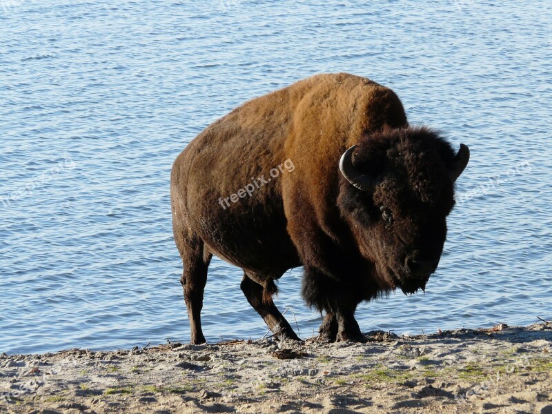 Animal Nature Wisent Free Wild Canada