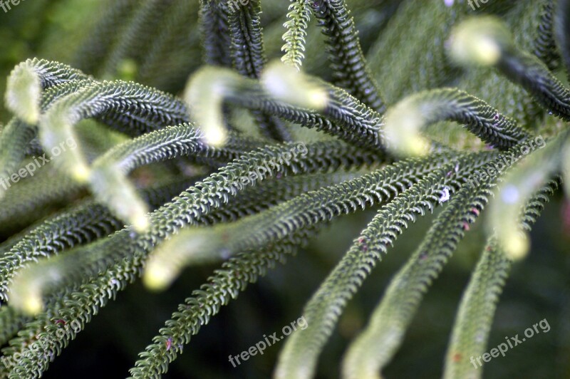 Forest Nature Close Up Green Plant