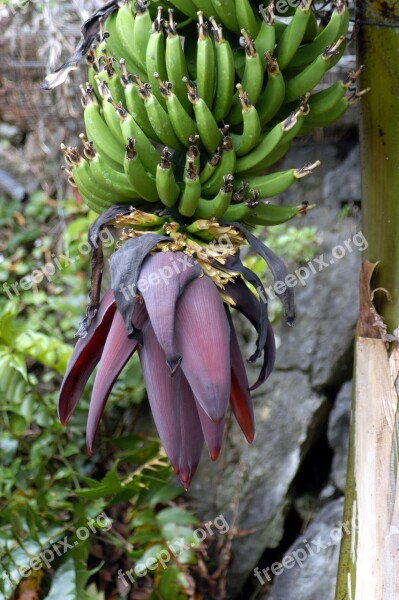 Banana Nature Fruit Fruits Food