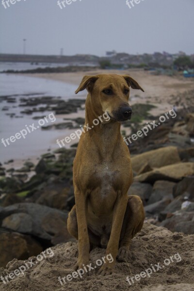 Dog Beach Sea Pet Animal