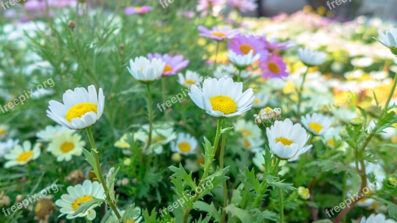 Small Flowers Background Wallpaper Free Photos