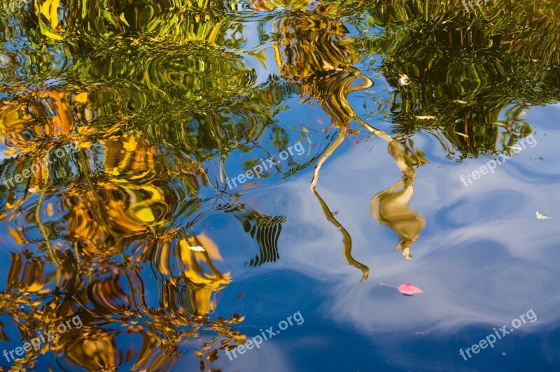 Mirroring Water Plant Abstract Nature