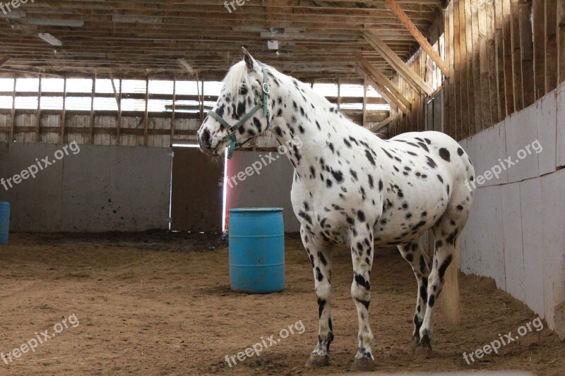 Horses Field Stable Animal Free Photos