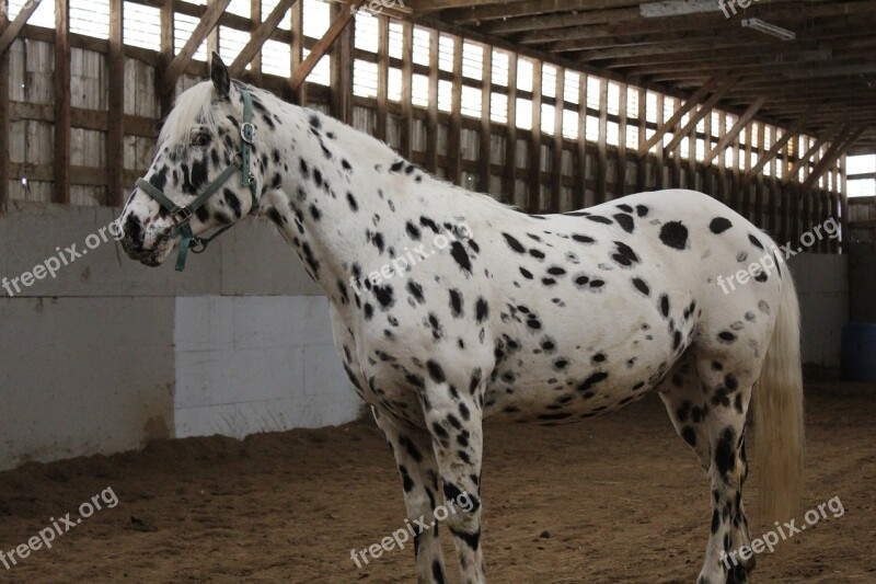 Horses Field Stable Animal Free Photos