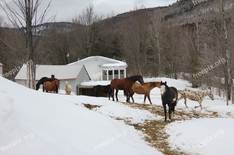 Horses Field Stable Animal Snow