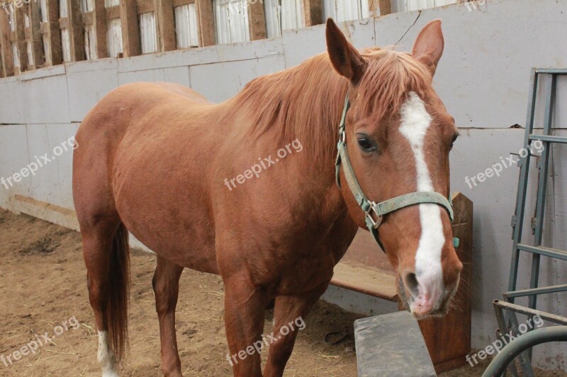 Horses Field Stable Animal Free Photos