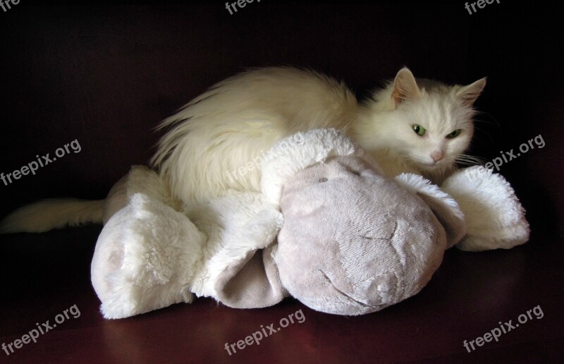 White Cat Cat Soft Toy Sheep Pet