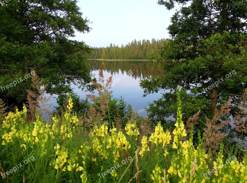 Lake Antirrhinum Yellow Flowers Forest