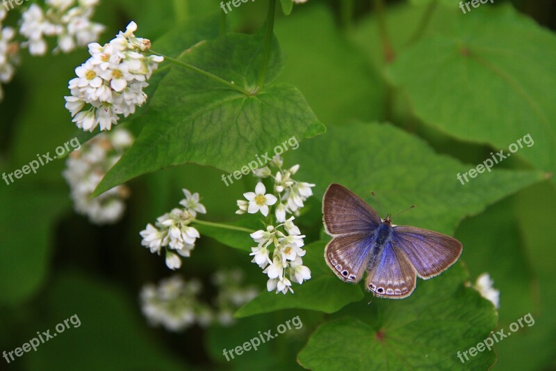 Corrugated Small Gray Butterfly Quentin Chong Wings Blue Purple Natural