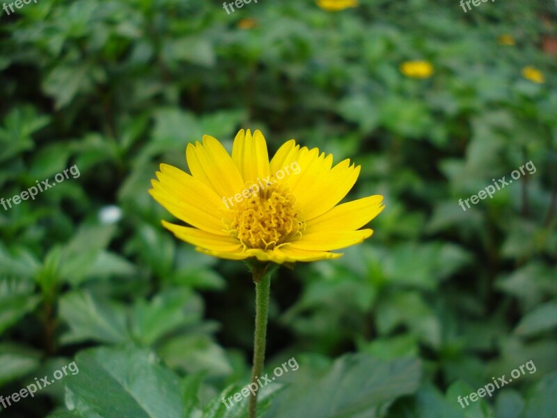 Calendula Flower Nature Yellow Bloom