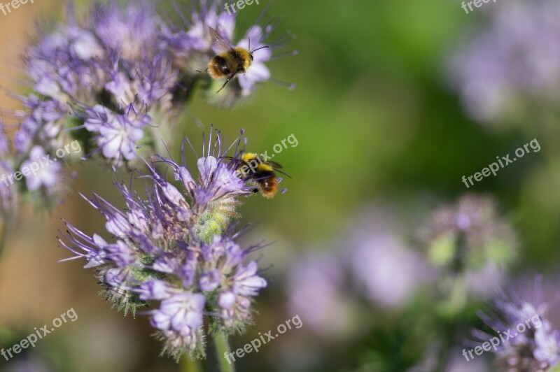 Drones Phacélie Spring Forage Flowering