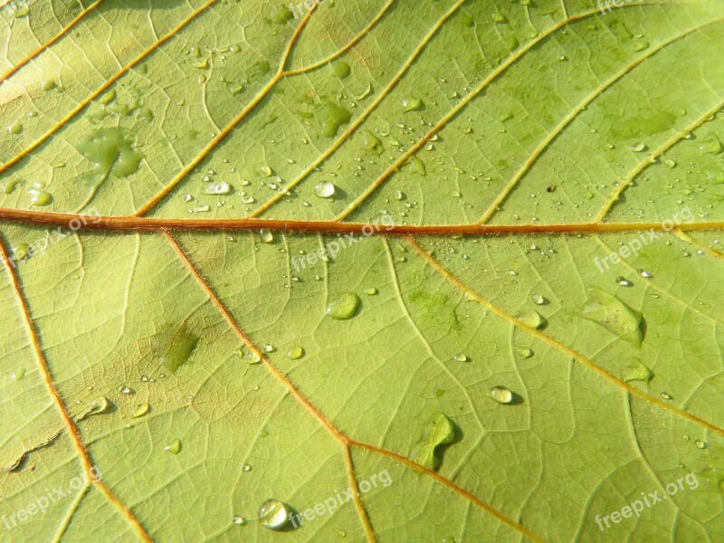 Leaf Texture Green Nature Vegetable