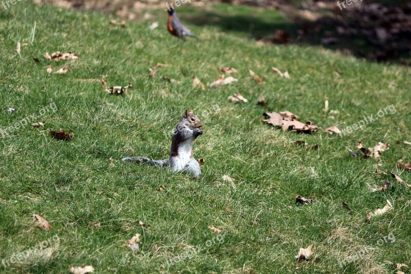 Squirrel Nature Wildlife Cute Outdoor