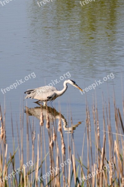 Animal River Waterside Wood Wild Birds