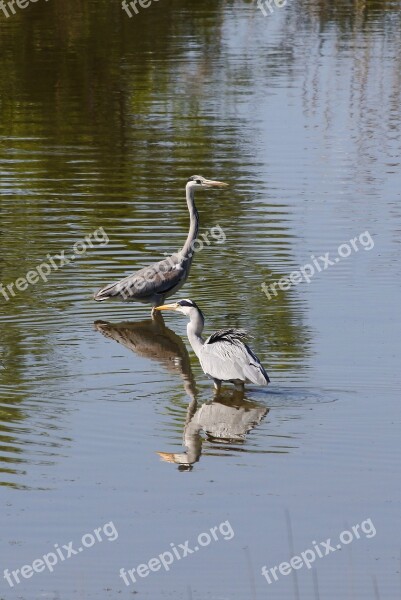 Animal River Waterside Wild Birds Heron