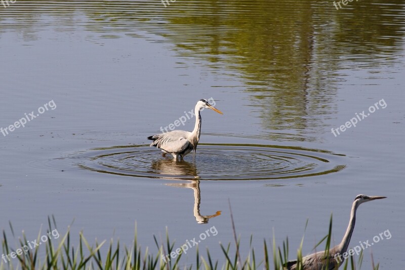 Animal River Waterside Wild Birds Heron