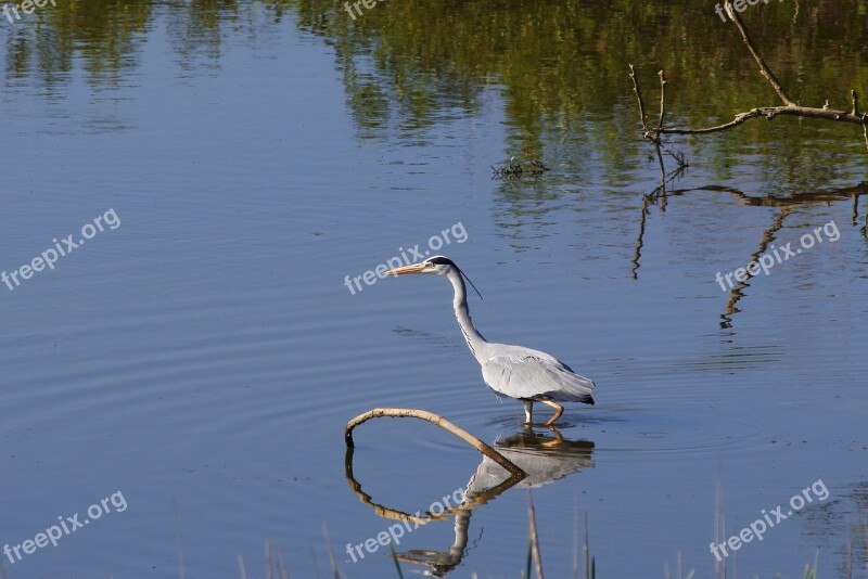 Animal River Waterside Wood Wild Birds