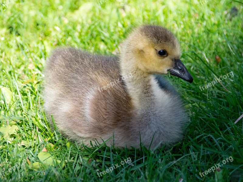 Canada Goose Goose Branta Canadensis Canada Geese