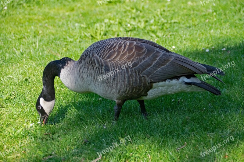 Canada Goose Goose Branta Canadensis Canada Geese