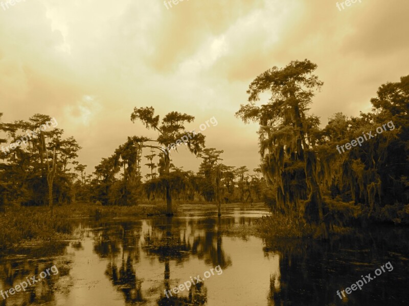 Swamp Bayou New Orleans Tree Lake