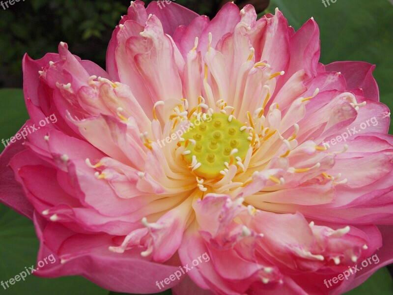 Flowers Tree Lotus Nature Pink