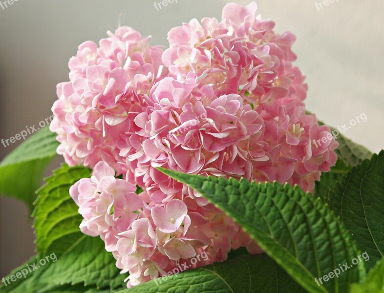 Tree Flowers Nature Bright Pink