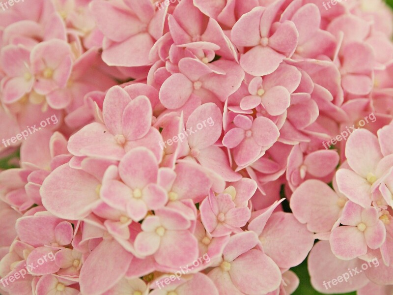 Tree Flowers Bush Nature Bright