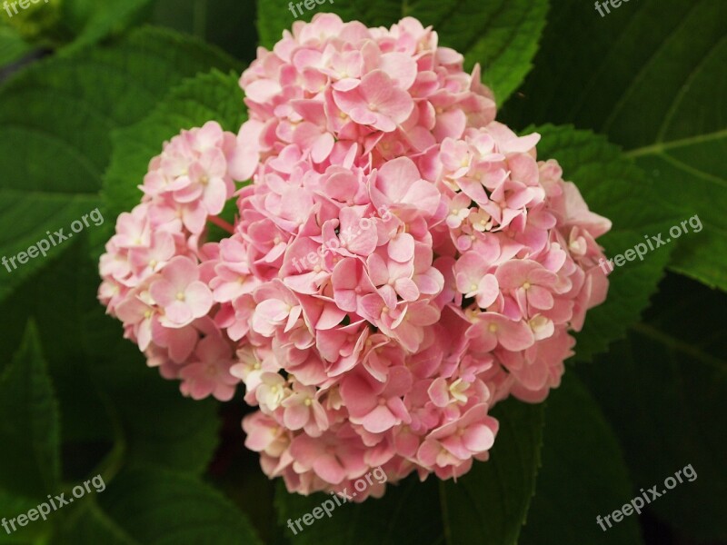 Flowers Hydrangeas Tree Pink Nature