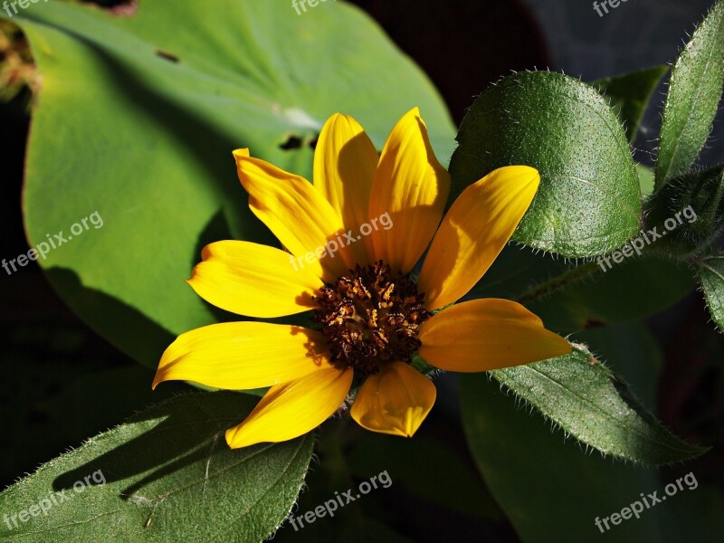 Flowers Tree Yellow Nature Plant