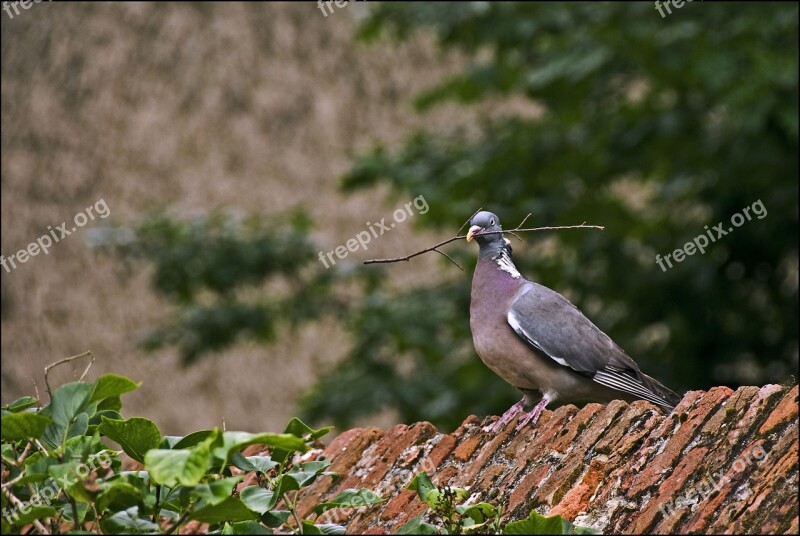 Wood Pigeon Pigeon Pen Free Photos