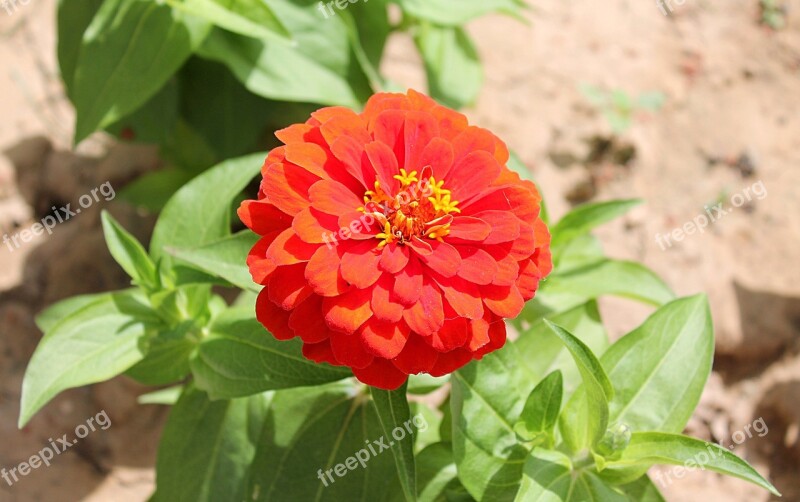 Zinnia Astrov Garden Flowers Family Asteraceae Red Flowers