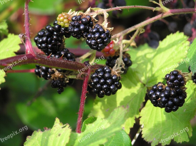 Blackberries Wild Berries Wild Food Food Fresh