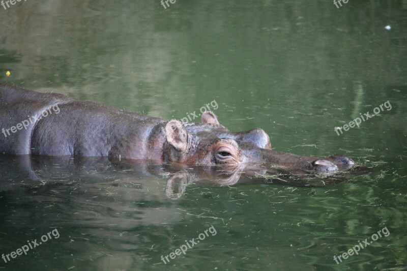 Hippo Water Hippopotamus Nature Wild