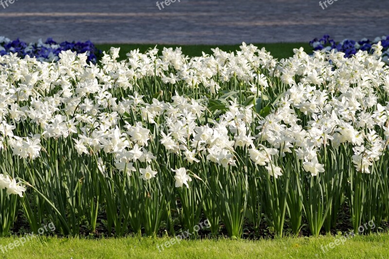 Narcissus White Cream Flower Flowerbed